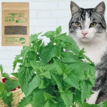  Artikli 10 g Novi Organski Prirodna Premium mačja trava Trave goveda Pružaju Bogat Vitaminima Njegu Želudac za Mačke